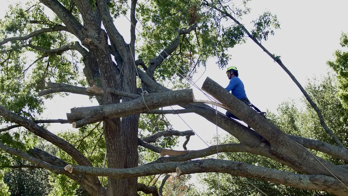 Professional Crown Thinning performed by certified arborists in Monument Valley