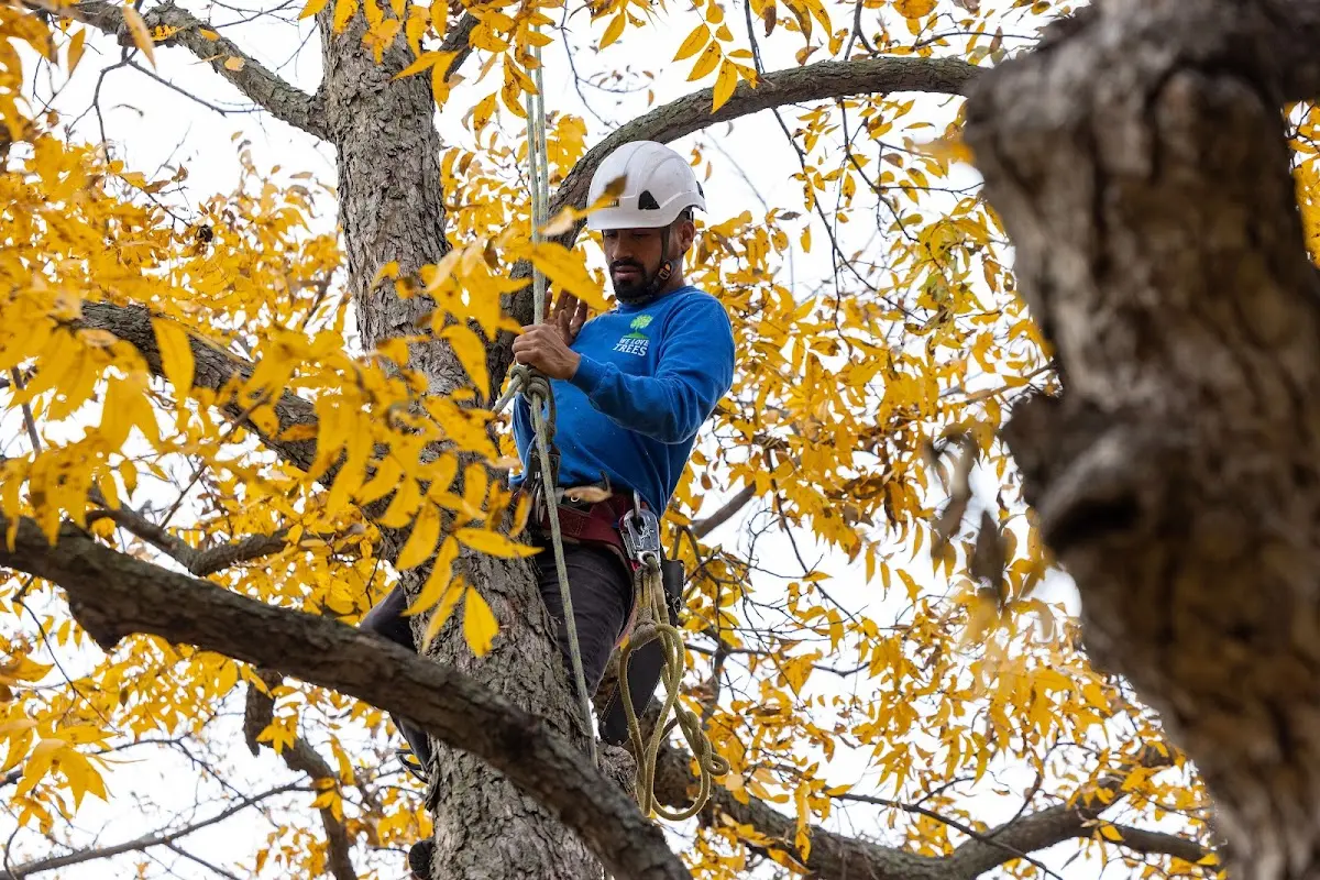 Skilled Tree Planing crew working in Monument Valley