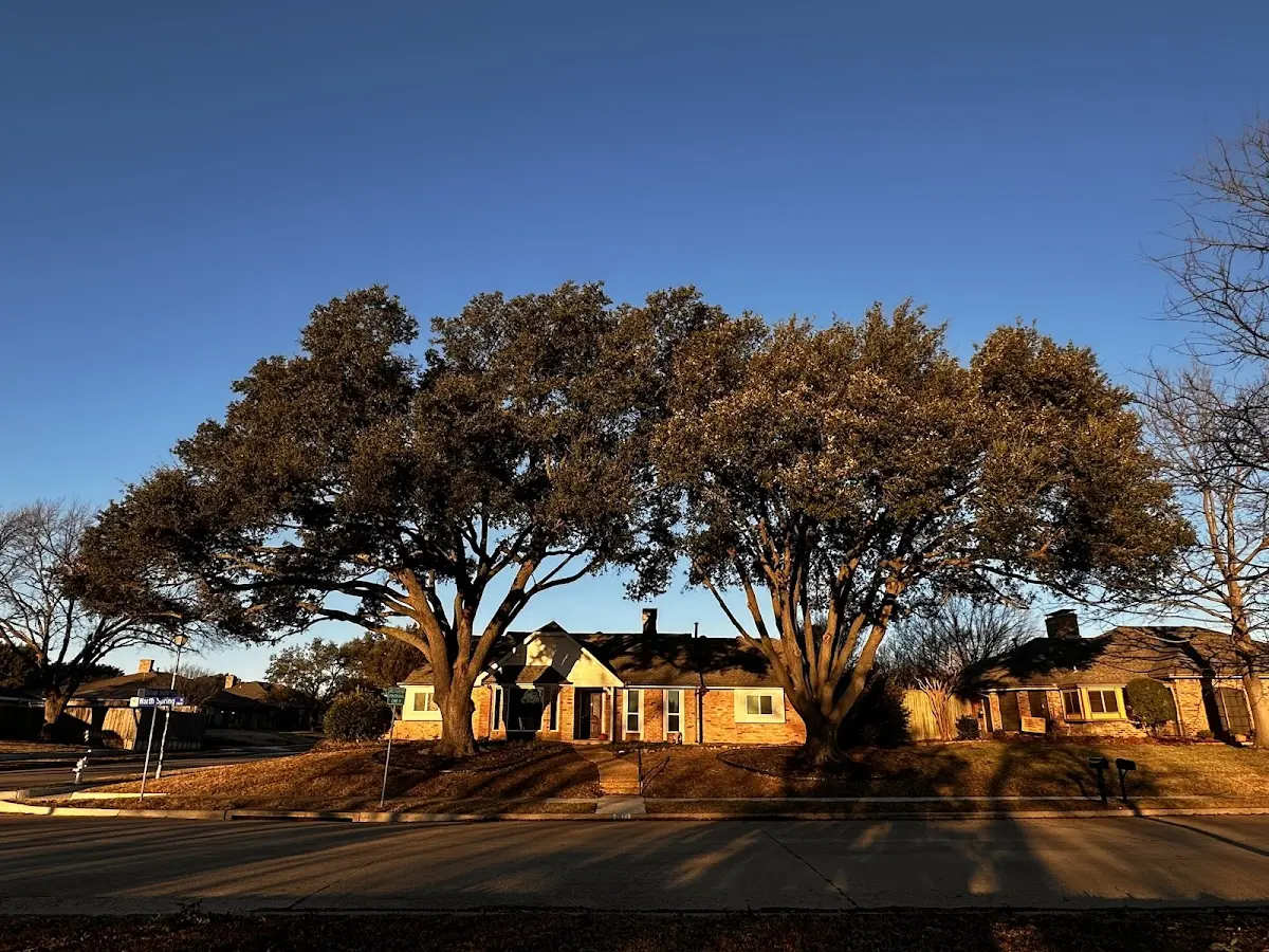 Established residential canopy tree shading a home in Monument Valley